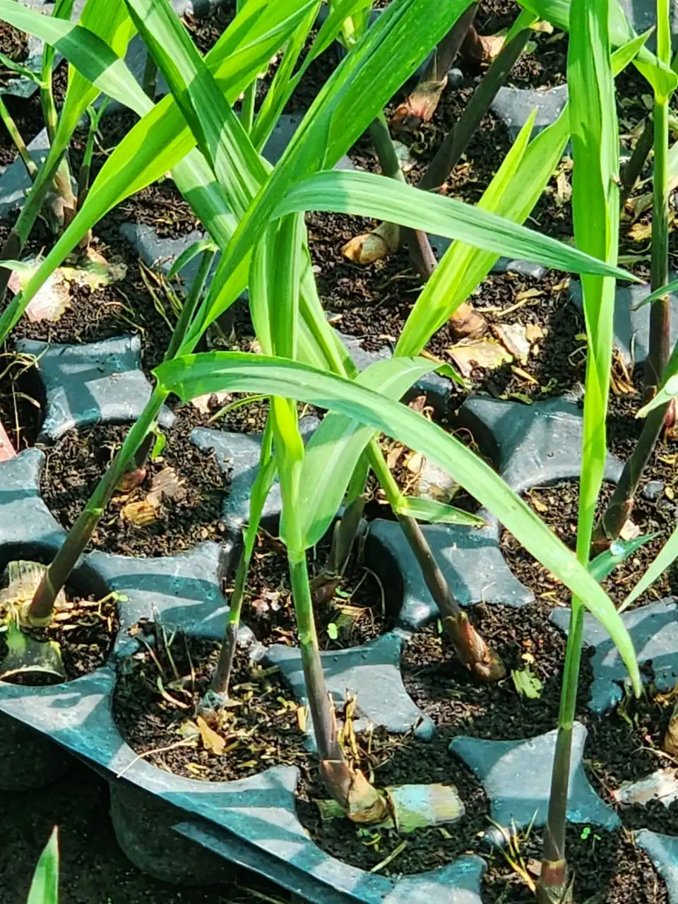 Rows of healthy green saplings in the nursery