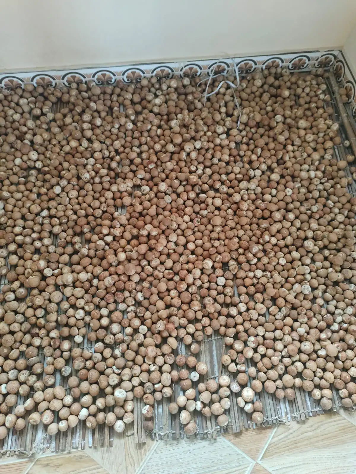 High quality Chali variety arecanut ready for market