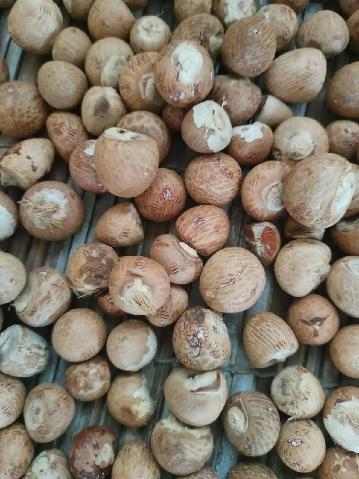 Wholesale Chali Arecanut Sourcing and Trading Warehouse in South India